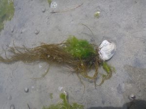 Cockle shells provide attachment space for estuarine seaweeds