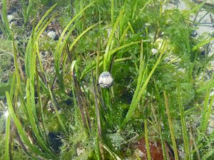 Seaweeds (here Ulva) often accumulate in seagrass beds (here Zostera muelleri), providing additional food and habitat for invertebrates but also competing for light and nutrients with the seagrass
