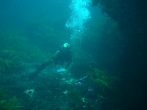 Survey of 'rare' Caulerpa seaweeds in Western Australia